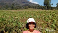 Gunung Sindoro dan Perkebunan Tembakau di Posong