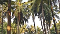 sebelum menuju  Pulau Dolphin, kami ke Pulau Panjang