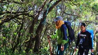 Masuk ke dalam hutan