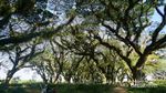Kembaran Hutan Lord of The Rings di Ujung Pulau Jawa