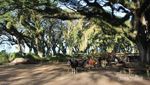 Kembaran Hutan Lord of The Rings di Ujung Pulau Jawa