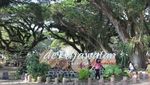 Kembaran Hutan Lord of The Rings di Ujung Pulau Jawa