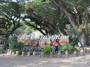Kembaran Hutan Lord of The Rings di Ujung Pulau Jawa