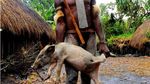 Kemeriahan Pesta Bakar Batu di Lembah Baliem