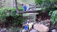Ah, pohon yang aneh