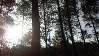 Matahari mengintip malu-malu