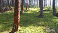 Manglayang di pagi hari