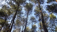 Jejeran pepohonan di kaki Gunung Manglayang