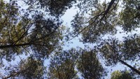Awan, daun dan kita