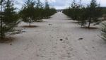 Kemping Seru di Pantai Mang Kalok, Bangka