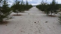 Barisan Pohon Cemara Laut Yang Berjejer Rapi.