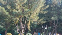 Buka Tenda
