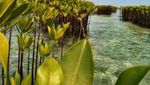 Kemping Seru di Pulau Semak Daun