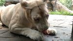 Kenalan Lebih Dekat dengan Singa Putih Asli Afrika