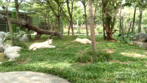 Kenalan Lebih Dekat dengan Singa Putih Asli Afrika