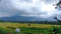Lahan petani Padi yang siap panen di sekitar Danau Singkarak