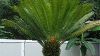 Pohon Kelapa Sawit