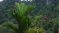 Tebing Hutan di sepanjang perjalanan Padang-Dharmasraya