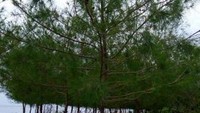Pantai pun berasa adem karena banyak pohon