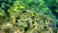Keindahan bawah laut Gili Labak.