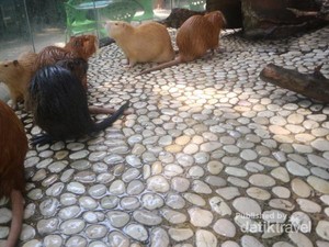 Kenalkan Ini Nutria, Hewan Pengerat Imut di Batu Secret Zoo
