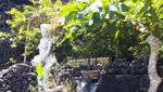 Kenangan Main-main ke Pemandian Air Hangat di Bali