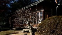 Tanaman Bonsai yang tumbuh di mujim dingin di tokyo