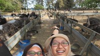 Melihat burung unta dari dekat