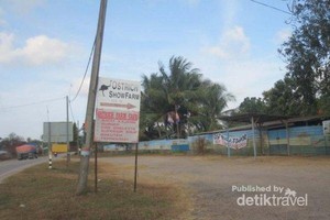 Kencan Asyik Bersama Burung Unta di Johor Bahru, Malaysia