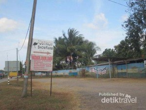 Kencan Asyik Bersama Burung Unta di Johor Bahru, Malaysia