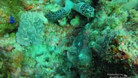 Penyu hijau Derawan