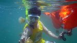 Kepulauan Derawan, Dari Penyu sampai Ubur-ubur Tak Menyengat