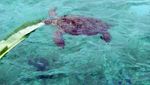 Kepulauan Derawan, Dari Penyu sampai Ubur-ubur Tak Menyengat