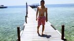 Kepulauan Derawan, Dari Penyu sampai Ubur-ubur Tak Menyengat