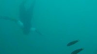 Pemandangan bawah laut