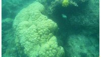 Alam bawah laut Pulau Pramuka (dok. Rizky Pranata/dtraveler)