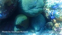 Moray Eel dalam lobang