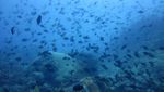 Kerajaan Bawah Laut nan Indah di Batu Kapal, Banda Neira