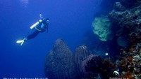 Penyelam menikmati keindahan bawah air Batu Kapal