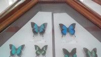 Kupu - kupu koleksi dari Museum kupu - kupu bantimurung