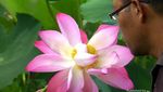 Keren! Ada Danau Berisi Teratai Raksasa di Flores
