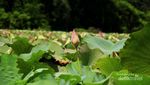 Keren! Ada Danau Berisi Teratai Raksasa di Flores