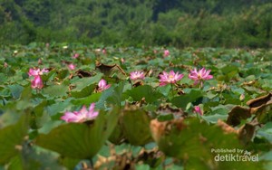 Keren! Ada Danau Berisi Teratai Raksasa di Flores