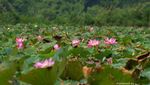 Keren! Ada Danau Berisi Teratai Raksasa di Flores