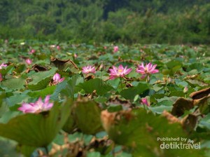 Keren! Ada Danau Berisi Teratai Raksasa di Flores