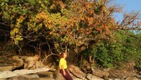 Terdapat juga pepohonan cantik di pinggiran pantai.