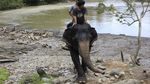Keren! Bisa Memberi Makan Gajah di Hutan Langkat