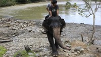 Gajah di Tangkahan