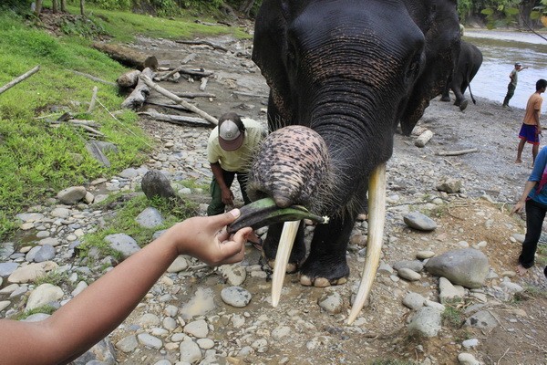 Keren! Bisa Memberi Makan Gajah di Hutan Langkat