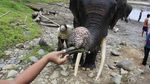 Keren! Bisa Memberi Makan Gajah di Hutan Langkat